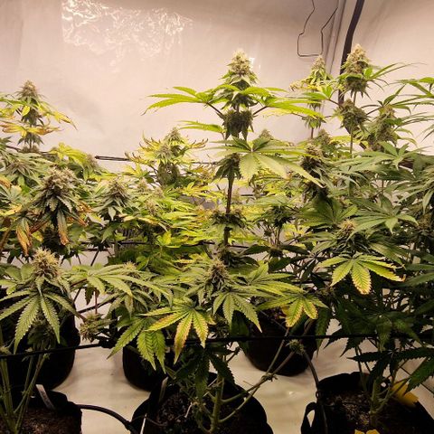 Apple Fritter  growlog timeline photo