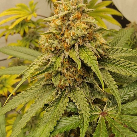 Banana  growlog timeline photo