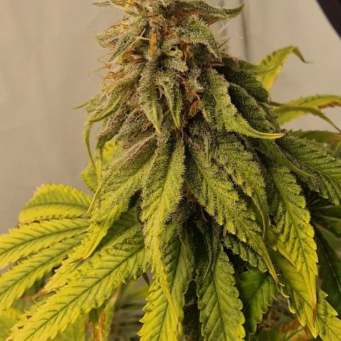 Apple Fritter  growlog timeline photo