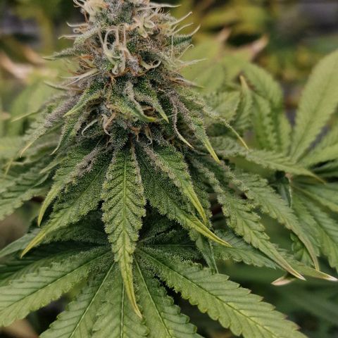 LSD growlog timeline photo