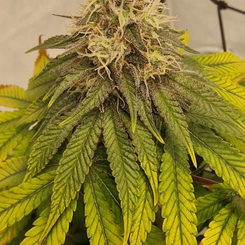 Gelato growlog timeline photo