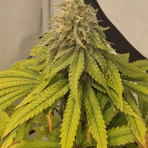Apple Fritter  growlog timeline photo