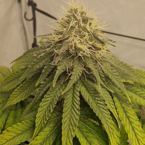 Gelato growlog timeline photo