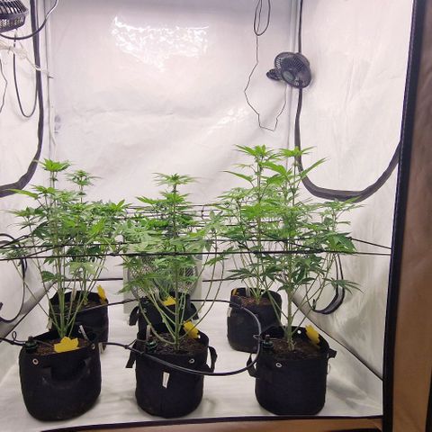 Apple Fritter  growlog timeline photo
