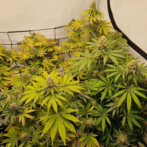 Apple Fritter  growlog timeline photo