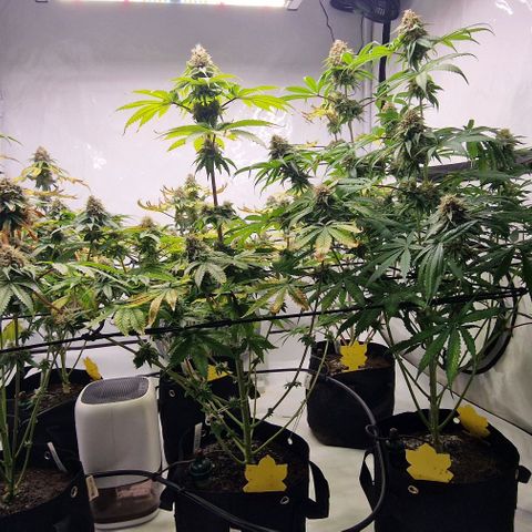 Apple Fritter  growlog timeline photo