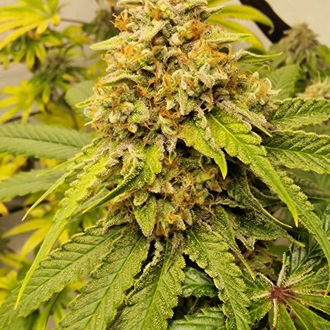 Banana  growlog timeline photo