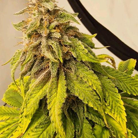 Apple Fritter  growlog timeline photo