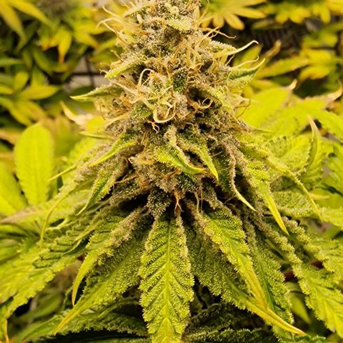 LSD growlog timeline photo