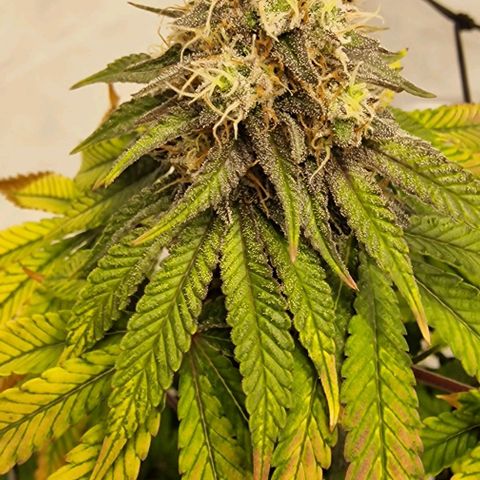 Gelato growlog timeline photo