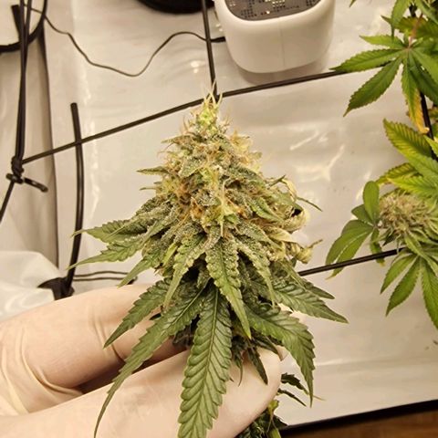 Gelato growlog timeline photo