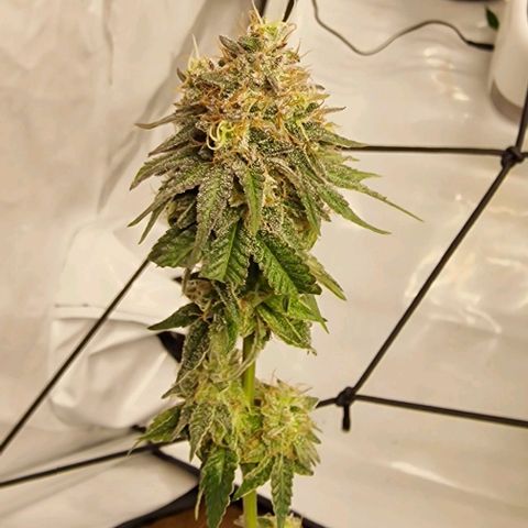 Gelato growlog timeline photo