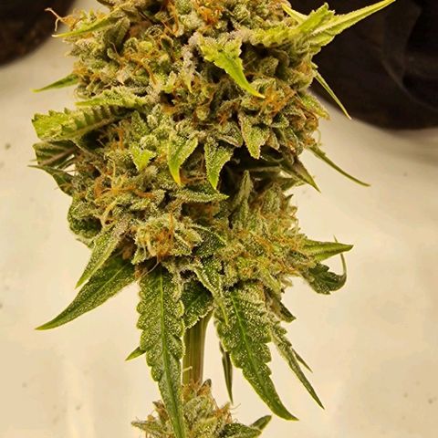 Banana  growlog timeline photo