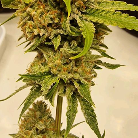 Banana  growlog timeline photo