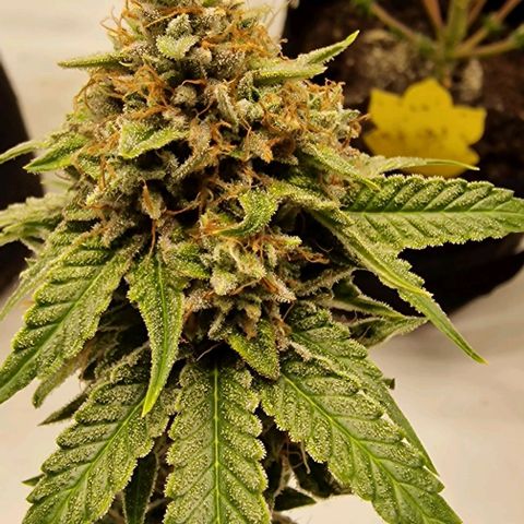 Banana  growlog timeline photo