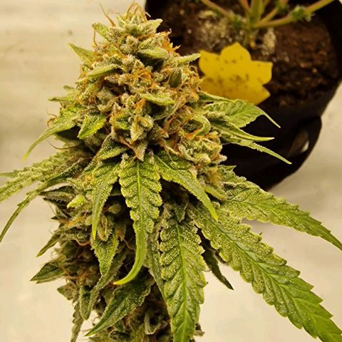 Banana  growlog timeline photo