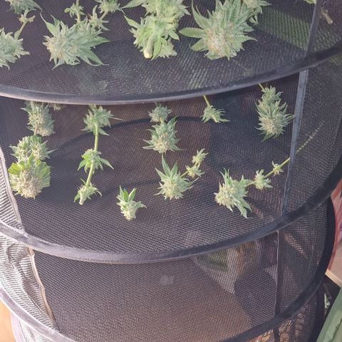 Banana  growlog timeline photo