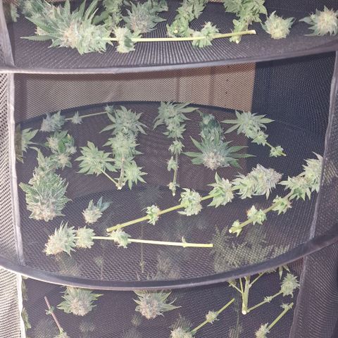 Gelato growlog timeline photo