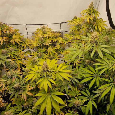 Apple Fritter  growlog timeline photo
