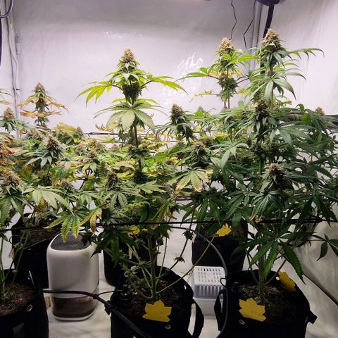Apple Fritter  growlog timeline photo