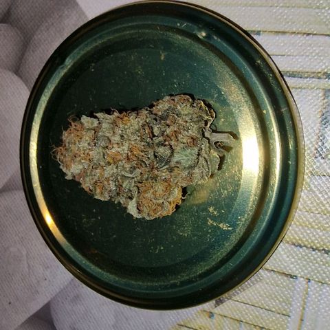 Gelato growlog timeline photo