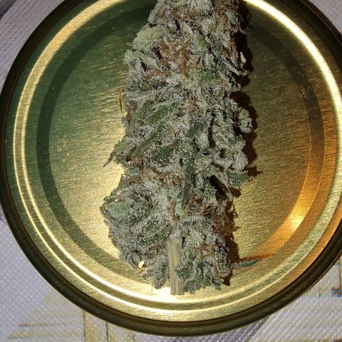 Apple Fritter  growlog timeline photo