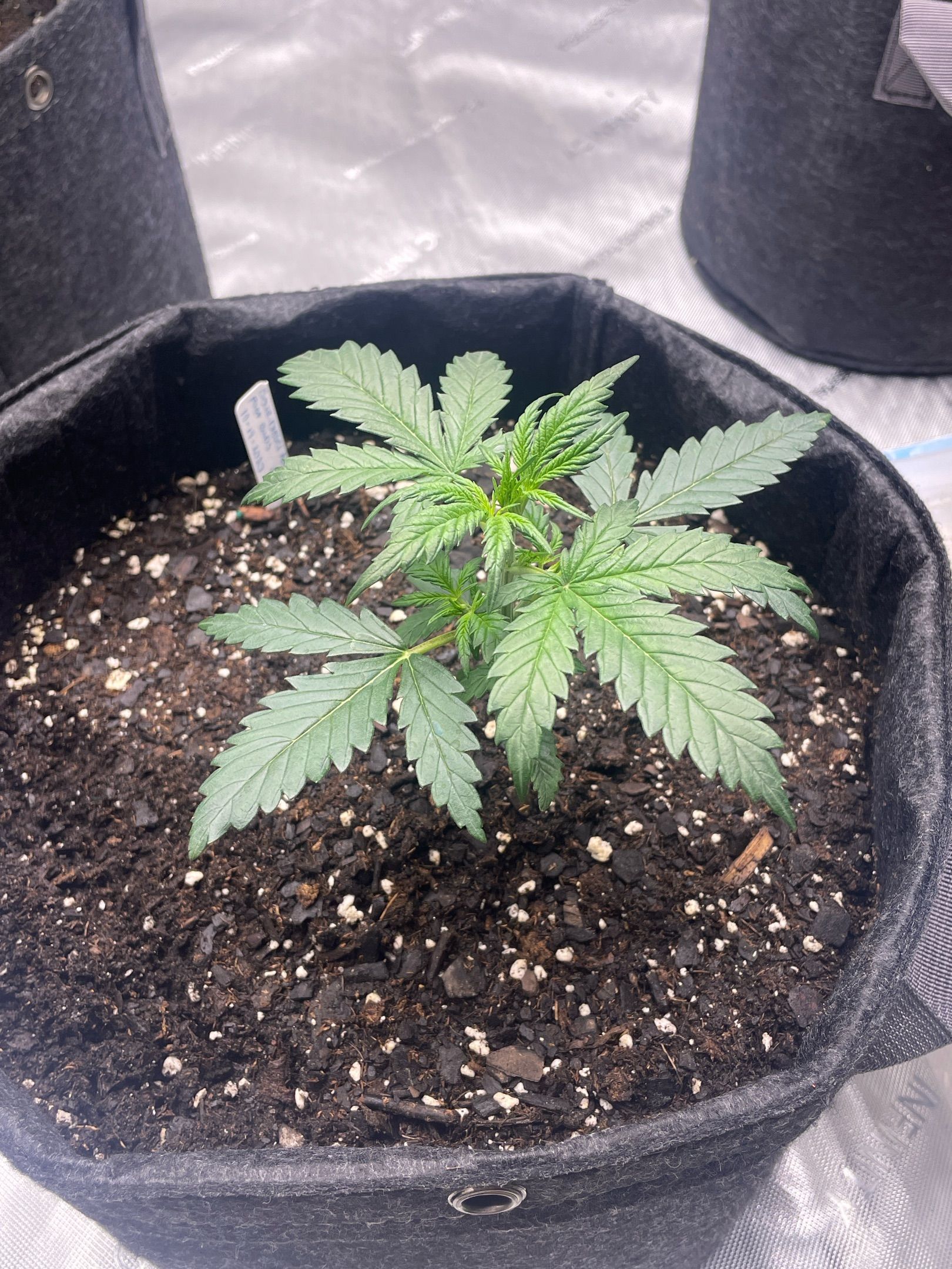 Sour Diesel Original Auto #3 - Fast Buds growlog header