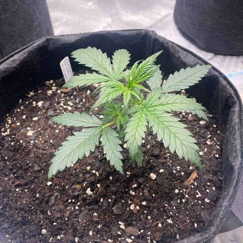 Sour Diesel Original Auto #3 - Fast Buds growlog photo