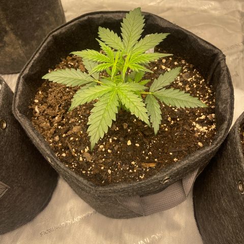 Sour Diesel Original Auto #3 - Fast Buds growlog photo
