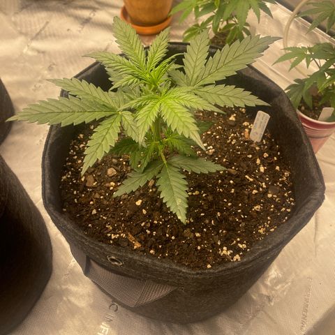 Sour Diesel Original Auto #3 - Fast Buds growlog photo