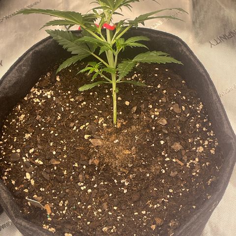 Sour Diesel Original Auto #3 - Fast Buds growlog photo