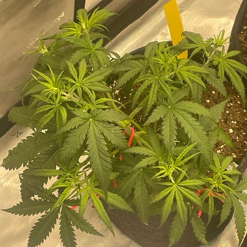 Sour Diesel Original Auto #3 - Fast Buds growlog photo