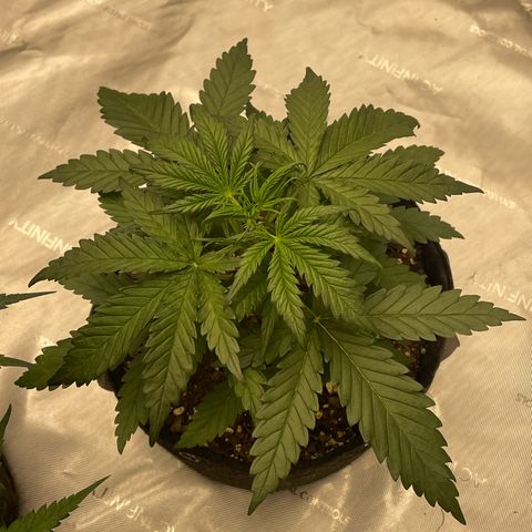 Sour Diesel Original Auto #2 - Fast Buds growlog timeline photo
