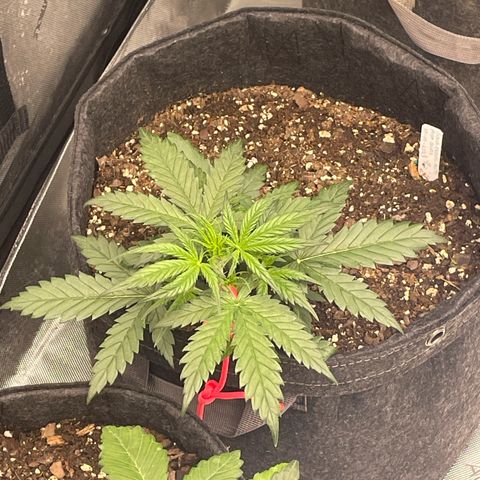 Sour Diesel Original Auto #3 - Fast Buds growlog timeline photo