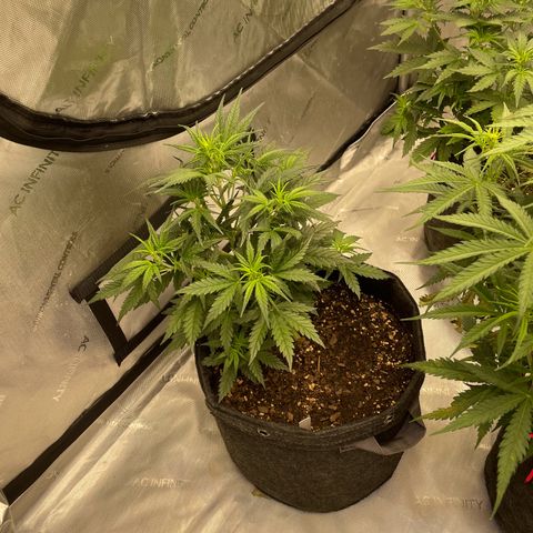 Sour Diesel Original Auto #3 - Fast Buds growlog timeline photo