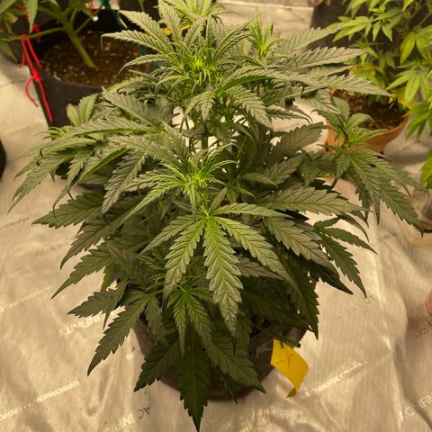 Sour Diesel Original Auto #2 - Fast Buds growlog timeline photo