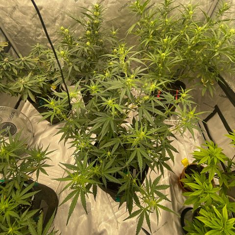 Sour Diesel Original Auto #3 - Fast Buds growlog photo: Looking nice. Done LST and training. 