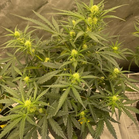 Sour Diesel Original Auto #2 - Fast Buds growlog photo: Did not train this very much at all compared to the other 2 fast buds and you can tell that it is not as stressed due to larger bud sites and farther progression and healthier overall look. They all smell like sour diesel especially when you rub a leaf. 