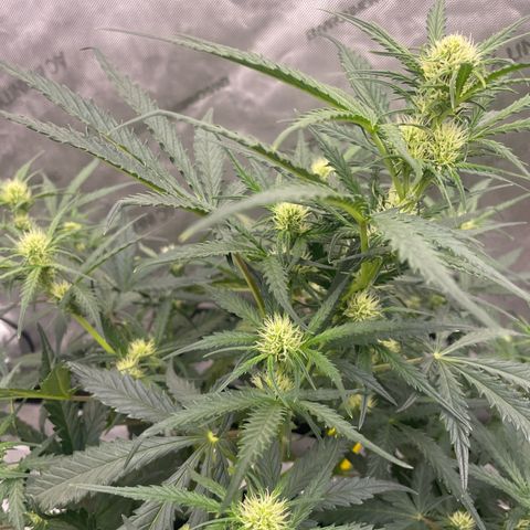 Sour Diesel Original Auto #2 - Fast Buds growlog photo: Did not train this very much at all compared to the other 2 fast buds and you can tell that it is not as stressed due to larger bud sites and farther progression and healthier overall look. They all smell like sour diesel especially when you rub a leaf. 
