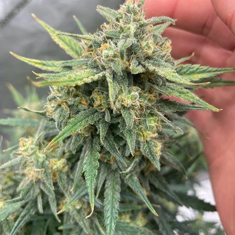 Sour Diesel Original Auto #2 - Fast Buds growlog timeline photo