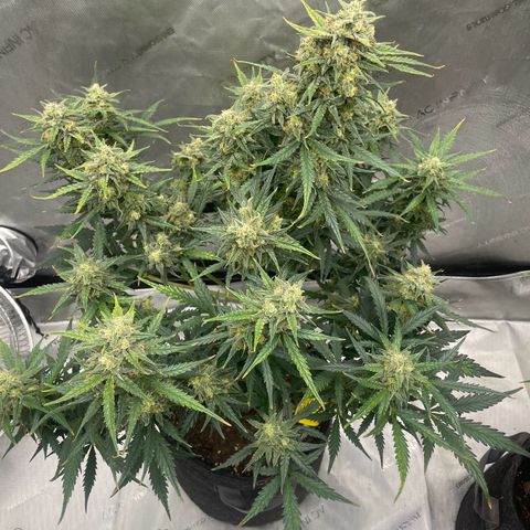 Sour Diesel Original Auto #2 - Fast Buds growlog timeline photo