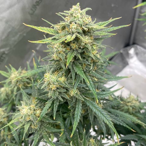 Sour Diesel Original Auto #2 - Fast Buds growlog timeline photo