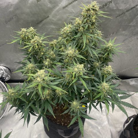 Sour Diesel Original Auto #2 - Fast Buds growlog timeline photo