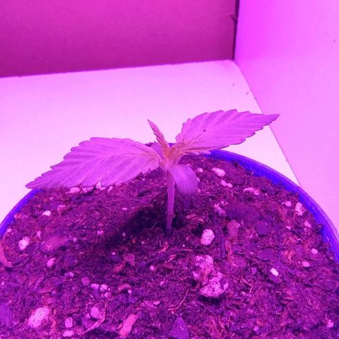 Skywalker Haze growlog timeline photo