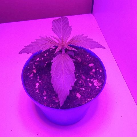 Skywalker Haze growlog timeline photo