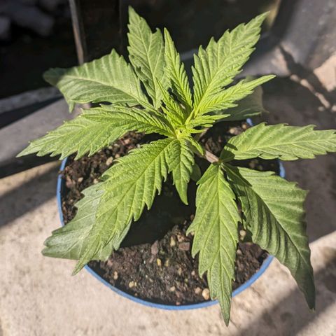 Skywalker Haze growlog timeline photo