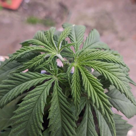 Skywalker Haze growlog timeline photo