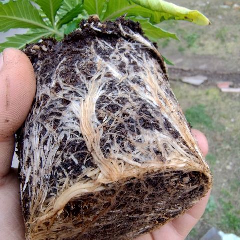 Skywalker Haze growlog photo: Transplante maceta geotextil 80 lts 