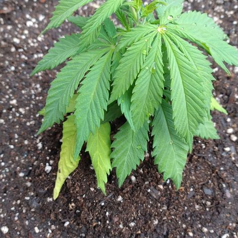 Skywalker Haze growlog timeline photo