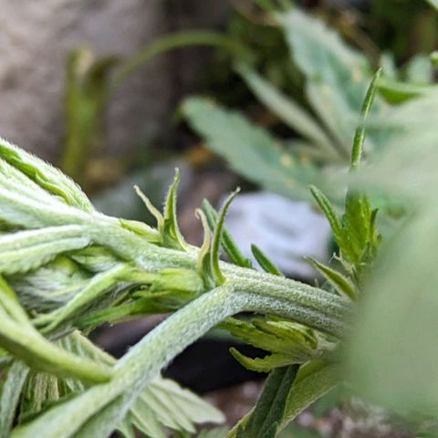Skywalker Haze growlog photo: Primeros pistilos 